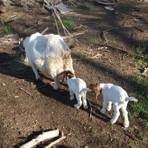 Meet your Posher, Florence